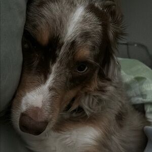 Charming Brown and White Dog Portrait
